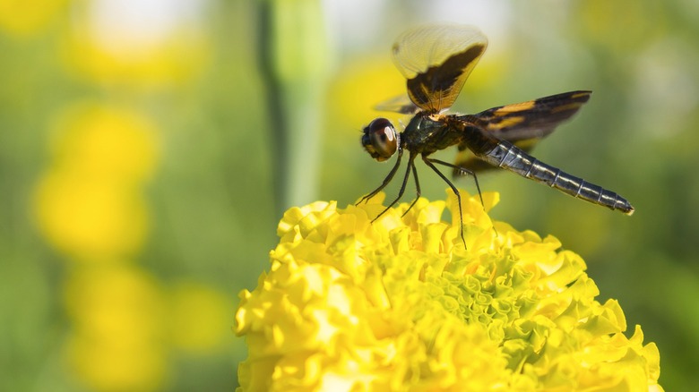 A black dragonfly on a yellow marigold flower
