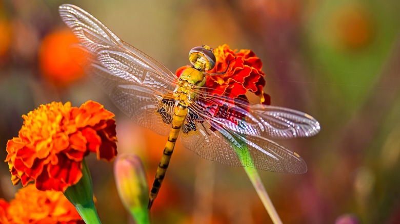 A dragonfly on a red and orange marigold flower
