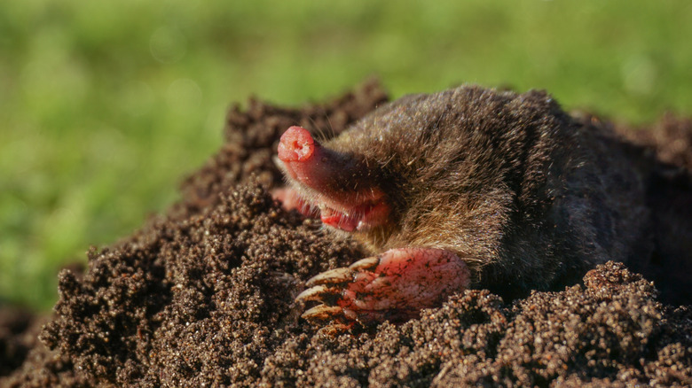 A mole peeking out of the top of a mound of a dirt in lawn