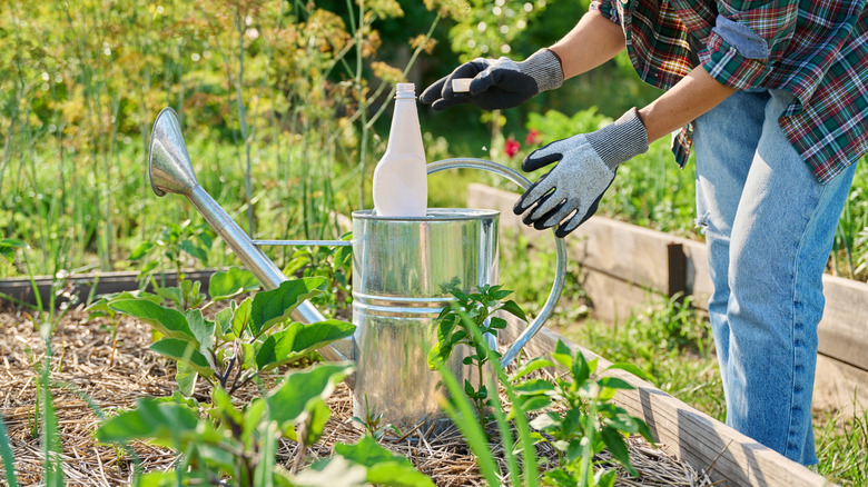 A person adds fertilizer to watering can.