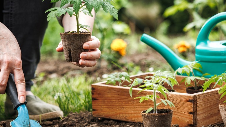 One hand is digging in shallow soil with a trowel and another hand is holding a tomato seedling, with additional tomato seedlings and a green watering can visible in the photo.