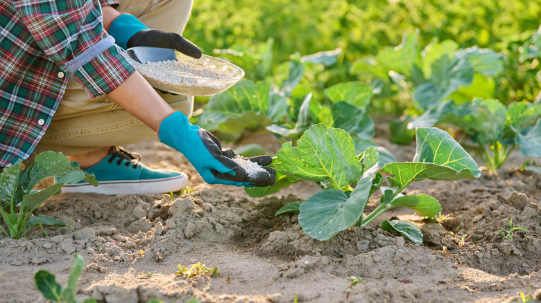 Gardener adding inorganic fertilizer to young cabbage plants