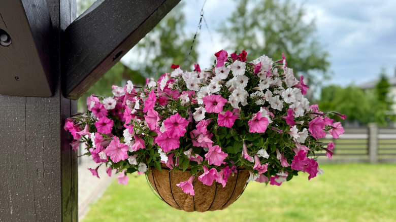 Vibrant pink and white petunias blooming in a hanging basket under a wooden pergola