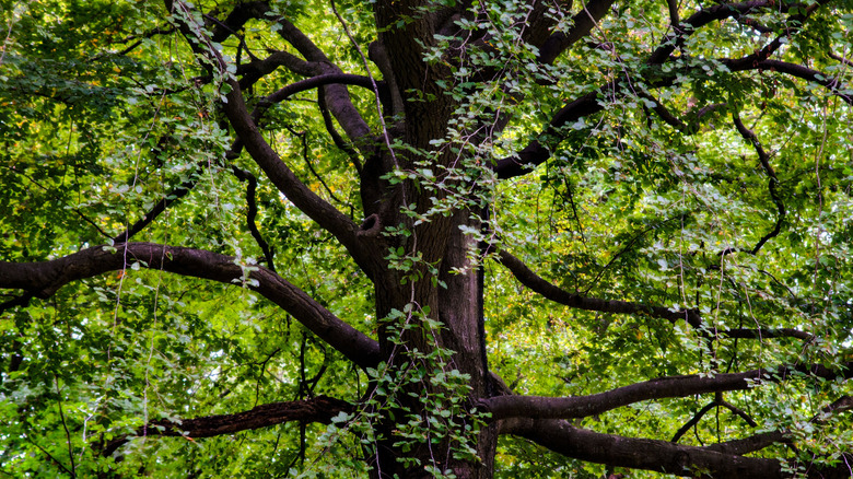 A black walnut tree trunk with surrounding green leaves and branches.