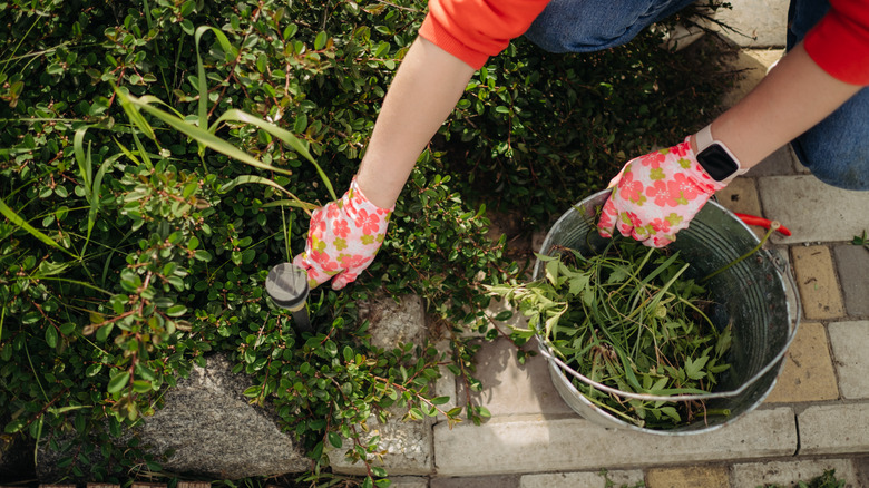 A gardener pulling weeds from a flower bed