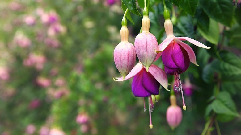 Pink and purple fuchsia in bloom in a garden