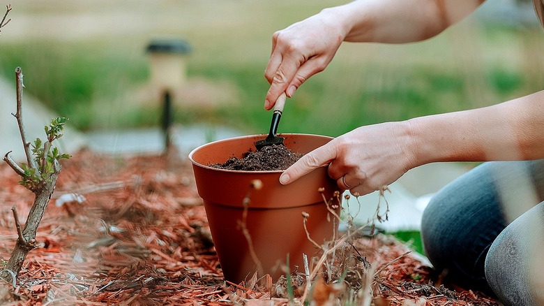 Close-up of a person working with soil in a pot on a patch of garden with mulch