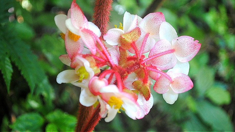 Close-up on Begonia grandis