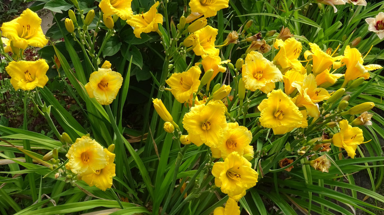 The gold-flowering daylily cultivar 'Stella de Oro' blooms from late spring to fall.