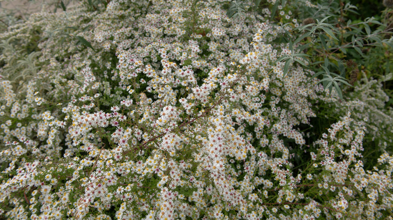 Symphyotrichum pilosum var. pringlei cultivar flowers blooming