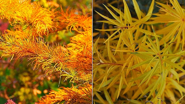 Split image of threadleaf bluestar plant with autumn color, and fringed bluestar (Amsonia ciliata) in fall