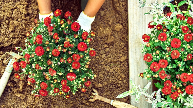 Aerial view of a person's gloved hands putting a red chrysanthemum plant in the ground