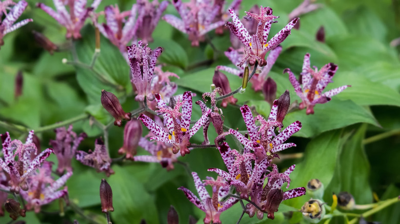 Burgundy orchid like flowers of 'Sinonome' toad lily in bloom