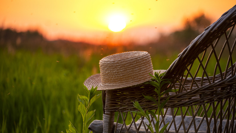 A straw hat resting on top of a wicker chair in a field with mosquitoes swarming