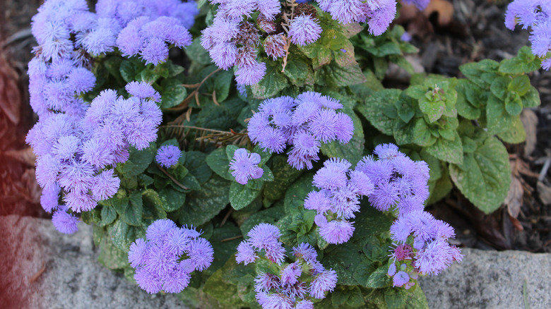 A field full of purple and white floss flowers with green leaves