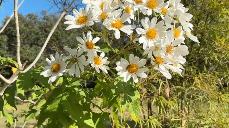 A cluster of flowers, with yellow centers and radiating white petals, sit at the end of long branches with large lime-green lobed leaves.