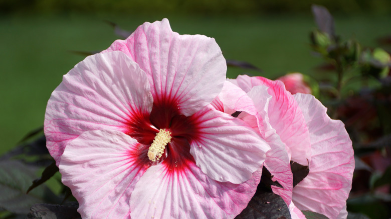 Pink petals of 'Perfect Storm' hibiscus