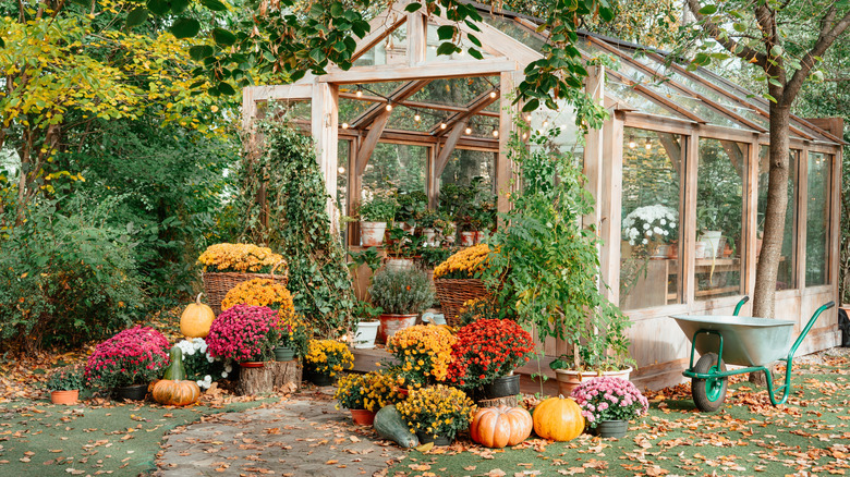 a charming greenhouse with mums and pumpkins