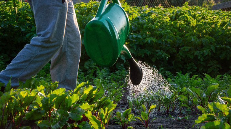 Person watering garden with a green watering can at sunset.