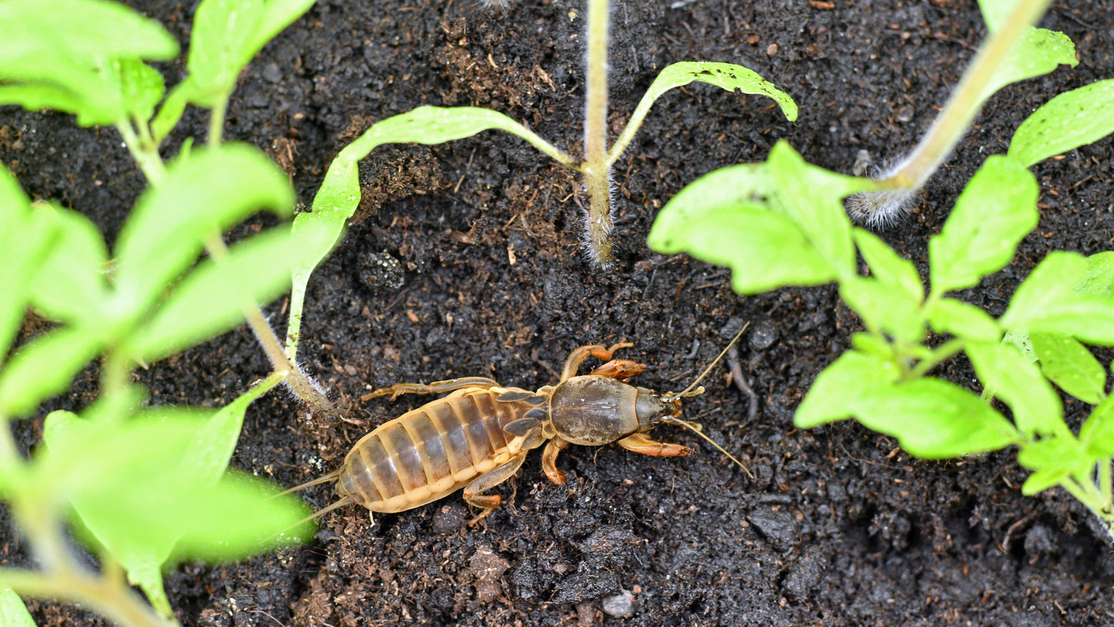Not Neem Oil: The Natural Way To Deter Mole Crickets From Your Garden
