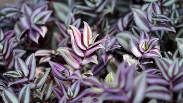 A close-up shot of inch plants with purple leaves