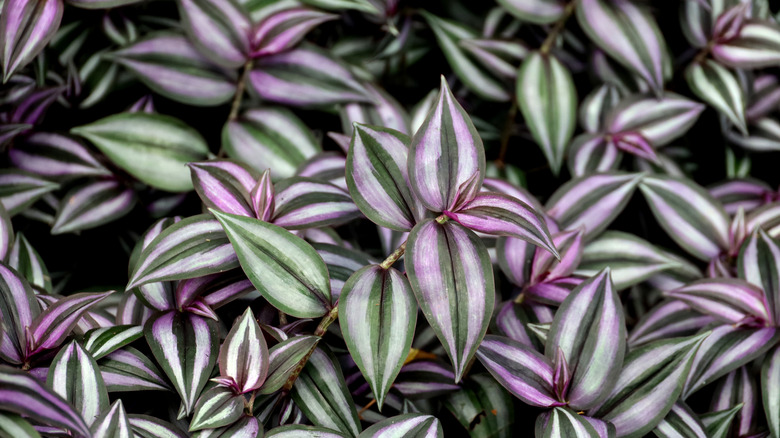 Inch plant with striped leaves up close