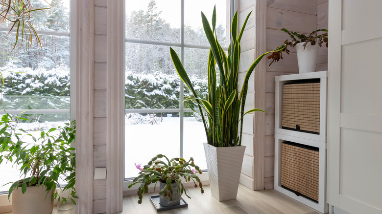 A large snake plant next to a window showing a landscape covered in snow.