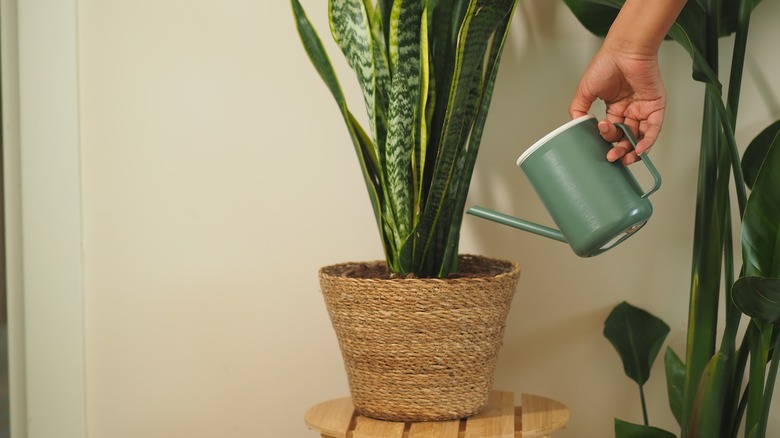 A person watering a snake plant with a tiny watering can.