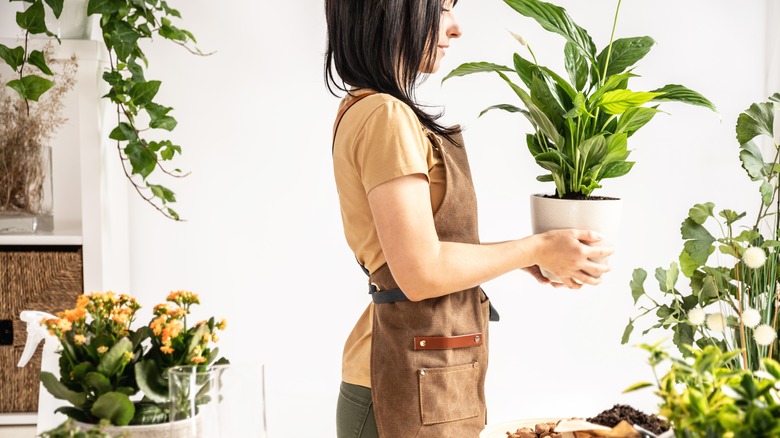 Woman carrying and looking at a potted peace lily