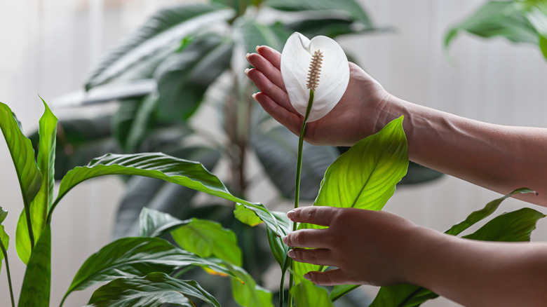 Hands holding a peace lily flower on plant