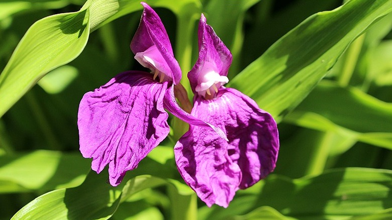 A purple species of Roscoea ginger