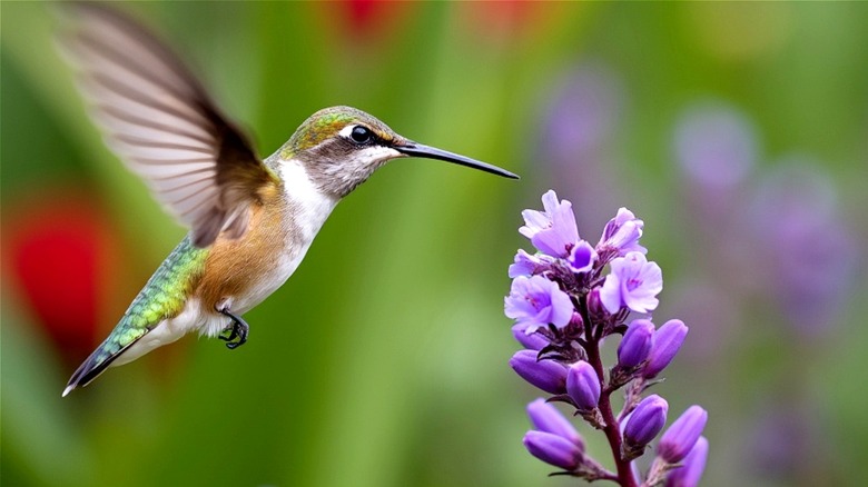 A hummingbird hovering near a purple flower