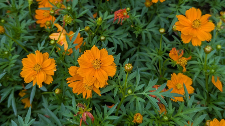 Cosmic Orange cosmos plants blooming in garden