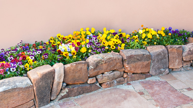Purple and orange pansy flowers in bloom