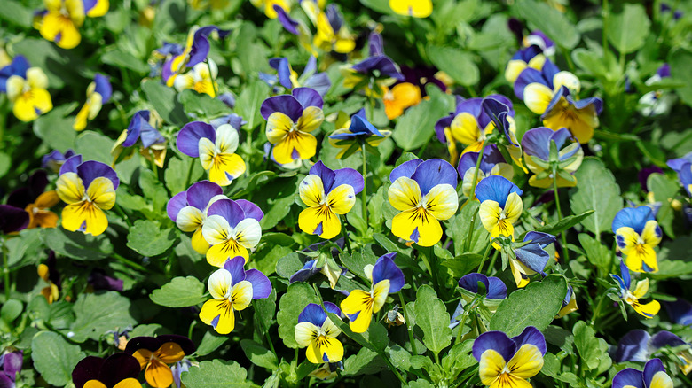 Purple, yellow, and white blooming flowers of Johnny jump-ups receiving sunlight