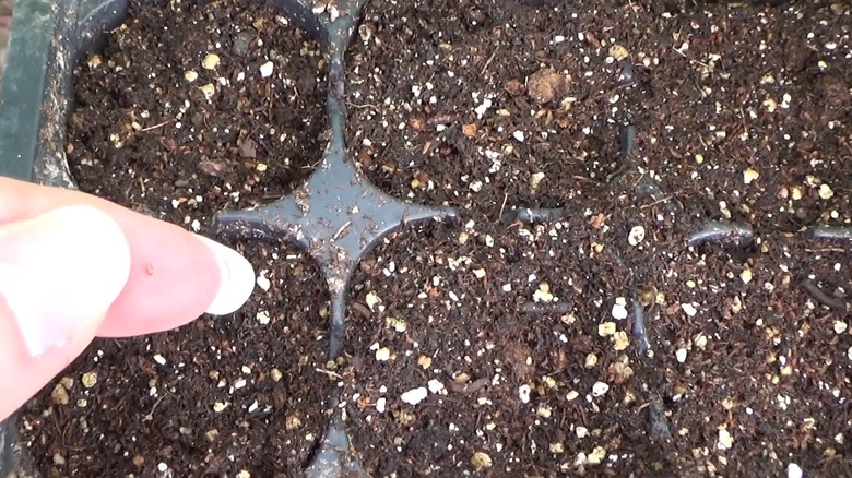 A pointer finger holding a tiny Johnny jump-up seed over a tray filled with potting mix