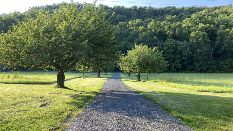 A black gravel driveway going between a few drees and open field