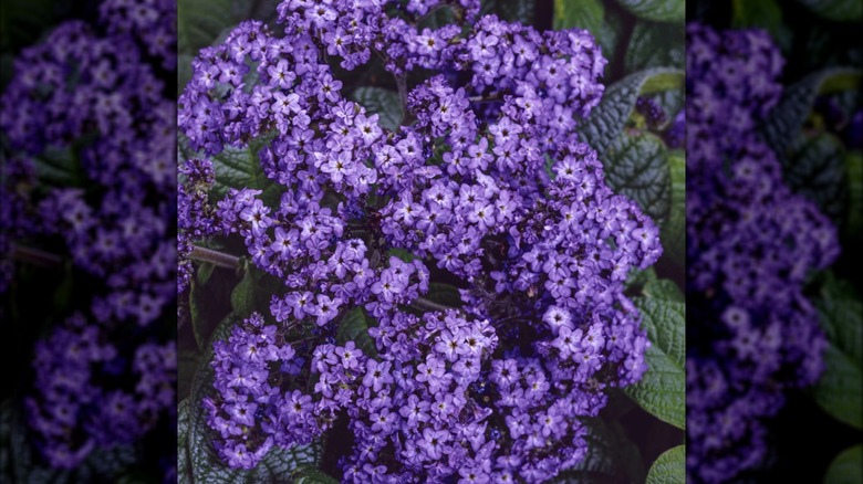 Aromagica Purple heliotrope in bloom with closeup on purple flowers