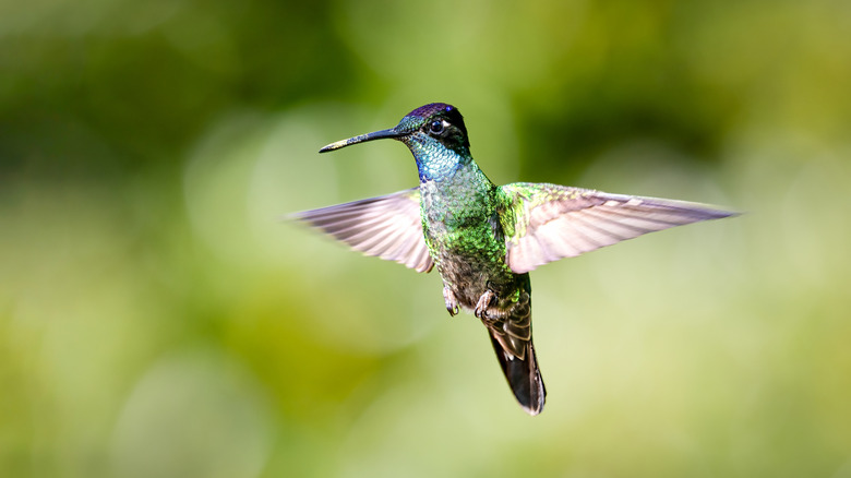 hummingbird in flight