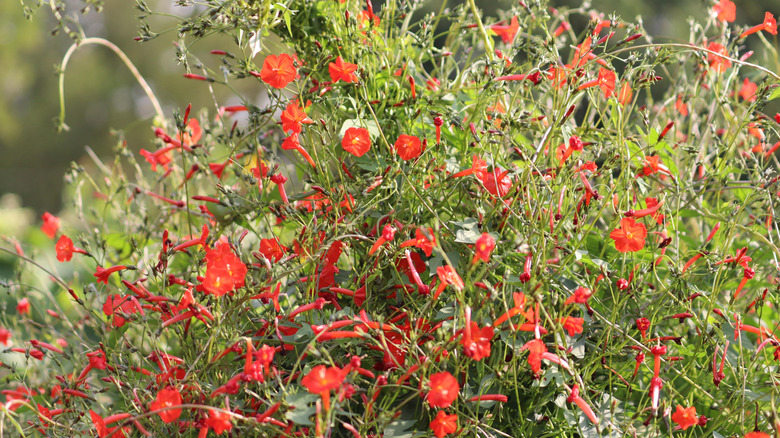 cardinal climber growing in garden