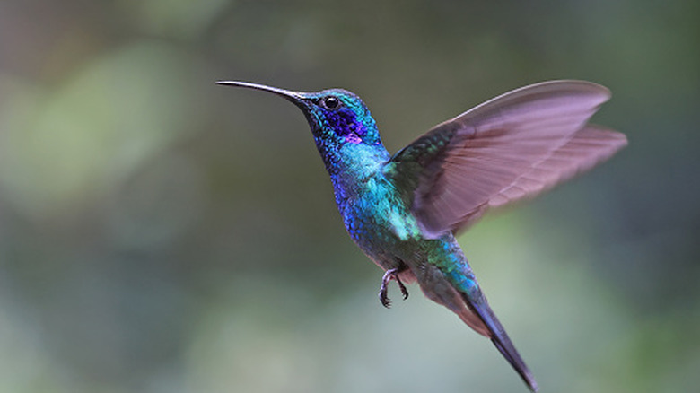 closeup on hummingbird in flight