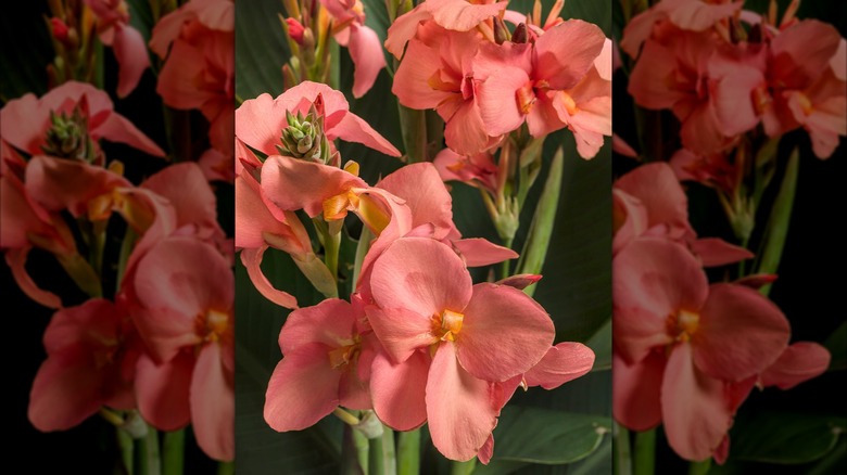 closeup on 'Toucan Coral' canna lilies