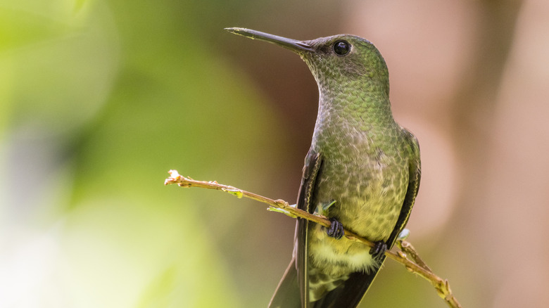 closeup on hummingbird perched on twig in garden