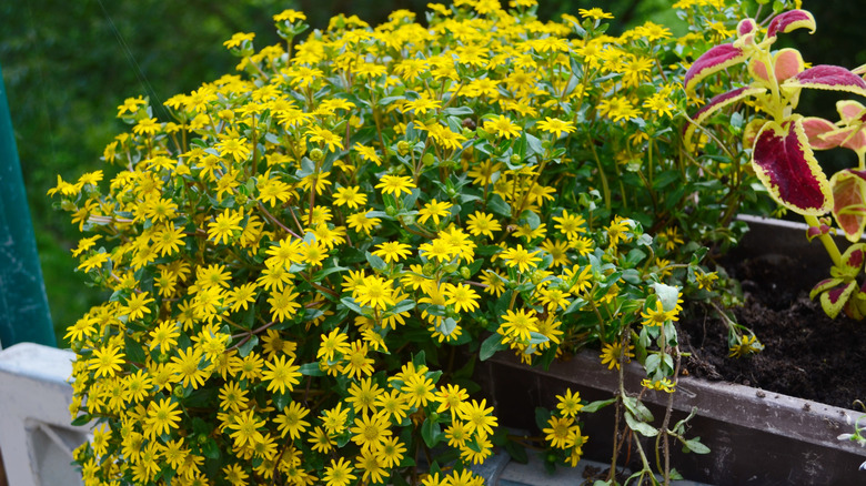 A cascade of Mexican creeping zinnia in a planter