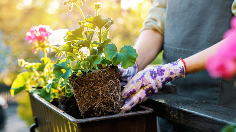 A woman planting flowers in a container