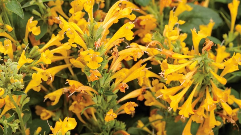 closeup on 'Maestro Gold' hyssops, a green stalk covered in yellow tubular flowers