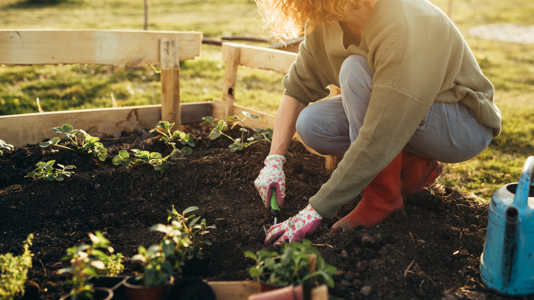 person gardening in raised bed