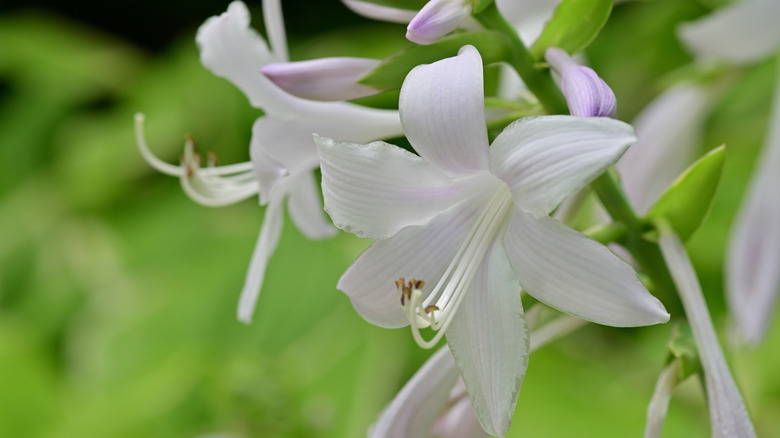 A close up of Hosta plantaginea