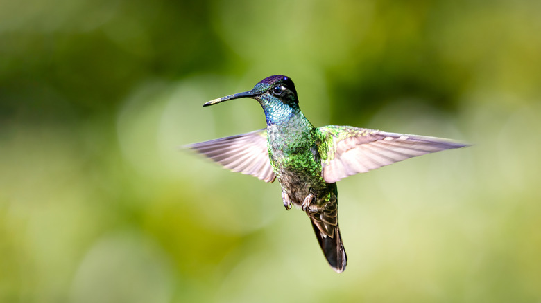 A colorful hummingbird in flight