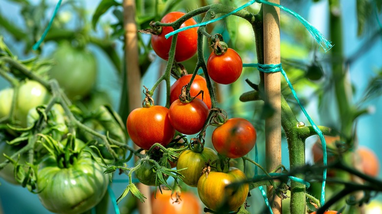 Differently ripe tomatoes on vine